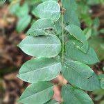 Image result for Millettia eetveldeana