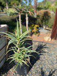 Image result for Aloe arborescens × musapana