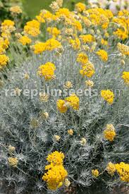Image result for Helichrysum setosum