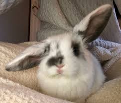 Brought Home My New Best Friend Today Http Ift Tt 2y4bs4k Cute Little Animals Cute Animals Cute Baby Bunnies