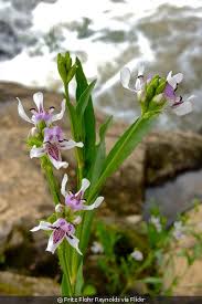 Image result for Justicia australis