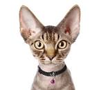 Devon Rex — Find Breeders and Devon Rex Kittens For Sale!