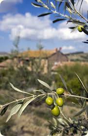 La Bio Idea About La Bio Idea Olivia Oil Under The Tuscan Sun Olive Oil