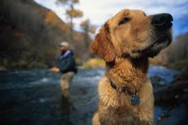 Dogs Are Even More Like Us Than We Thought Dogs Animals Pets