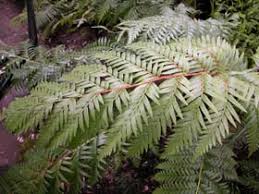 Image result for Todea