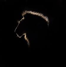 The Spectacular Beauty Of Lions Photographers Celebrate The Pride Of Nature World Lion Day Animal Silhouette Elephant Phone Wallpaper