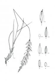 Image result for Enteropogon monostachyos