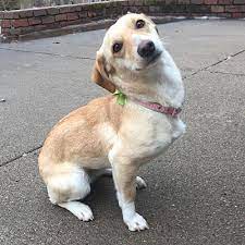 Minnesota dachshund rescue groups top of page add new shelter or rescue group listings are alphabetized by county (when known). Minneapolis Mn Dachshund Meet Jen A Pet For Adoption