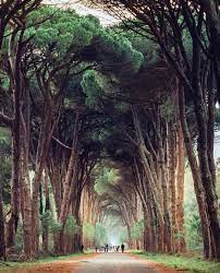 Picture By Maxlazzi C O N G R A T U L A T I O N S Tag Someone You Love Tree Tunnel Italy Photography Natural Park