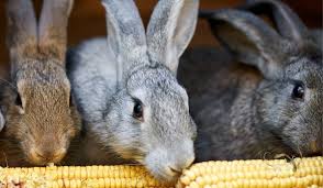 Each type of animal may damage at any growth point of the corn field, but most of them feed on ears of corn that are mature, usually right before you are ready to harvest. Can Rabbits Eat Corn On The Cob Farmhouse Guide