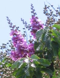 Image result for Lagerstroemia speciosa