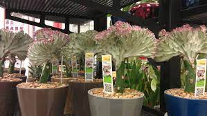 Maybe you would like to learn more about one of these? The Funky Coral Cactus Found This At Home Depot Coral Cactus Decor Beautiful Images