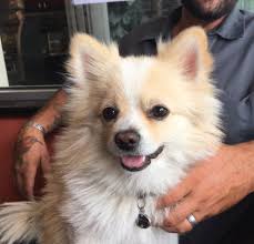 By Tractor Supply‼️Update: sighting near Walmart