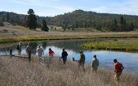 What S Gone Wrong With Hat Creek California Trout