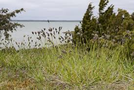 Image result for Rhytachne latifolia