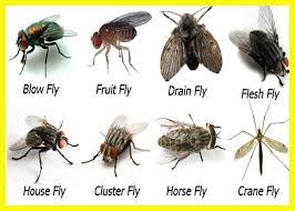 what might gnats fruitflies furniture and shoes mean in a