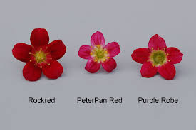 Saxifraga X Arendsii Purple Robe Compared Red Purple Purple Floral