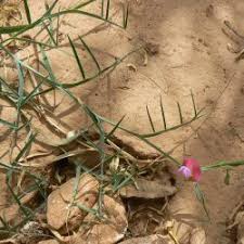 Image result for Indigofera monantha