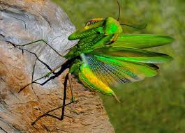 I think we can all relate to you baby talking to this huge and beautiful friend. Such Beautiful Beings 3 Praying Mantis Fish Pet Pray