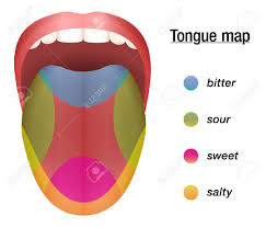 Taste Map Of The Tongue With Its Four Taste Areas Bitter Sour