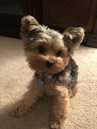 Teacup Black And Brown Yorkie Pin By Mirje On Yorkie Yorkie Puppy Teacup Yorkie Puppy Puppies
