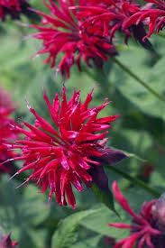Best perennial flowers for full sun. 10 Best Full Sun Perennials Plants That Add Color To Your Garden