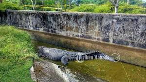 Umumnya ini bertanda bahwa akan ada suatu bahaya yang akan datang. Kronologi Penemuan Jasad Deasy Tuwo Yang Diterkam Buaya Peliharaan Wn Jepang Tribun Manado