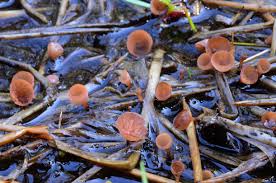 Image result for Schlechterina