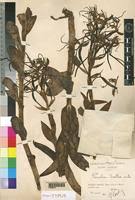 Image result for Bonatea steudneri