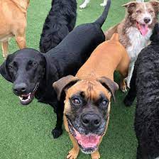 Walt disney world® and magic kingdom® park are also within 6 mi (10 km). Pet Resort Dog Boarding All American Pet Resorts Royal Oak Royal Oak Mi