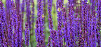 Other colours that attract bees are yellow and blue. 22 Proven Flowers That Attract Bees 2021 Guide Bird Watching Hq
