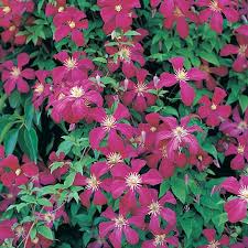 Check spelling or type a new query. Clematis Madame Julia Correvon Plants Thompson Morgan