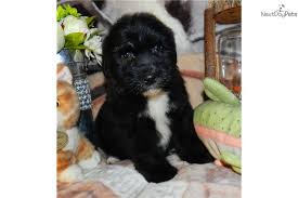 Usually, a sheepadoodle will stand 13 to 27 inches tall at the shoulder and weigh between. Mini Sheepadoodle Puppies Texas Bmo Show