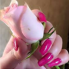 At serenata flowers you can have indoor and outdoor plants delivered all year round. My Lovely Flower Home Facebook