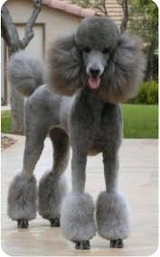 To use the sponge, showerhead, towel, blowdryer, brush, and toothrush: All Pets Grooming Posts Facebook