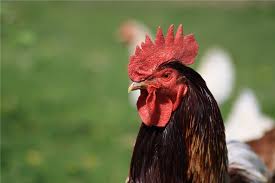 Find the perfect rooster comb peak stock photos and editorial news pictures from getty images. Archaeology Of Meat Cockscomb Chef S Mandala