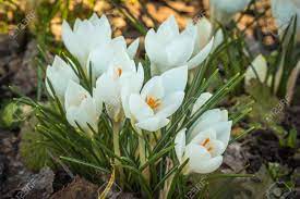 Maybe you would like to learn more about one of these? Early Crocus Flowers With White Buds Growing In The Beautiful The Open Ground In The Garden Stock Photo Picture And Royalty Free Image Image 60777679