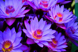 Pin On Flowers