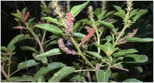 Image result for Bergia capensis