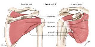 The latissimus dorsi and teres major on the posterior side extend and adduct the arm towards the vertebrae of the back. Rotator Cuff Injury Orthopedics Medbullets Step 2 3