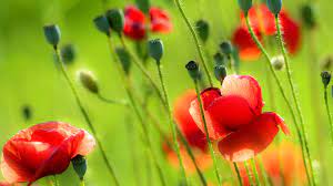 This really beautiful screensaver will fill not only your screen but also your sight with all kinds of colors. 49 Free Wallpapers And Screensavers Roses On Wallpapersafari