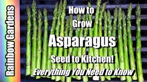 Asparagus seeds started indoors should be started in 4 inch pots approximately 3 months before the last frost. How To Grow Asparagus 101 Seed To Kitchen Everything You Want To Know Problems Planting More Youtube
