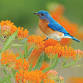 WBU Athens Bird Walk @ Thomas Farm Preserve with Mark