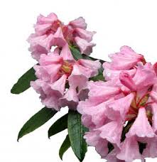 Image result for Rourea thomsonii