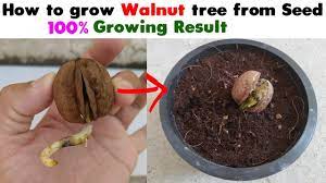 If your purpose is to harvest nuts for edible use every autumn, the quickest and easiest way is to plant a budded tree (read the article on walnut tree propagation). How To Grow Walnut Tree From Seed At Home Easy Process Diy Youtube