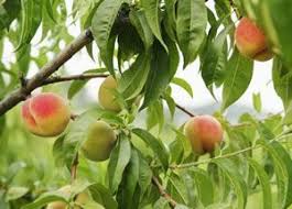 Pfirsichbaum Pfirsich Pflanzen Pflege Schneiden Und Krankheiten Pflanzen Pfirsichbaum Avocado Baum