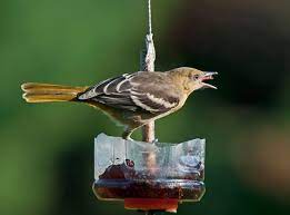 Maybe you would like to learn more about one of these? Diy Oriole Feeder For Grape Jelly Diy Bird Feeder Oriole Feeder Oriole Bird Feeders