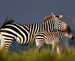 Image result for zebra