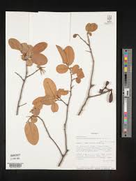 Image result for Xylopia odoratissima