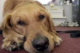 25 Most Dangerous Dog Breeds Insurance Business America